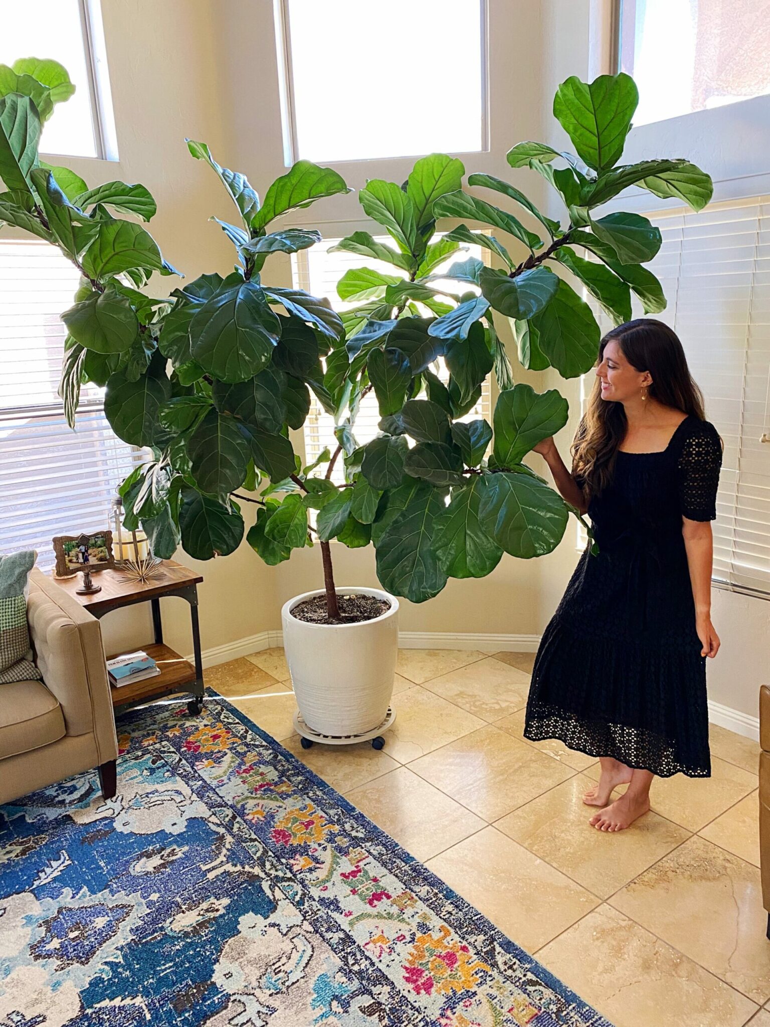 Taking care of fiddle leaf fig.jpg