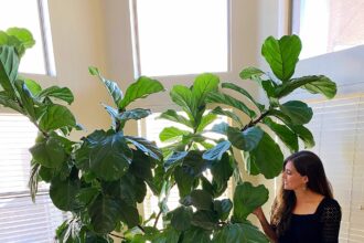 Taking care of fiddle leaf fig.jpg