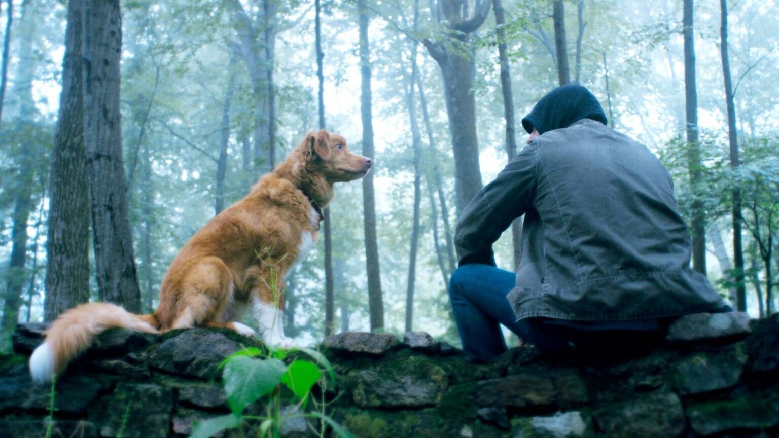 A dog is staring at his owner in good boy.jpg