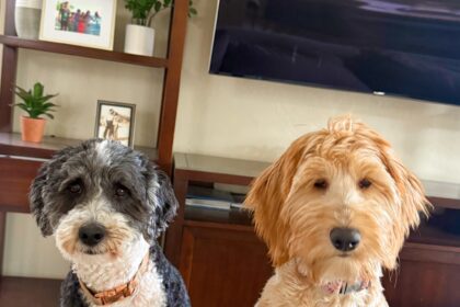 Partners in crime.jpg