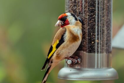 Bird feeder.jpg