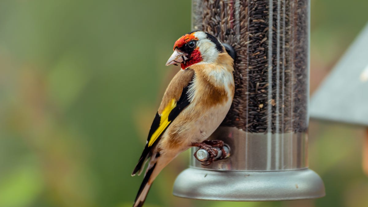 Bird feeder.jpg