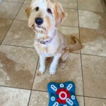 Lola with treat puzzle.jpg