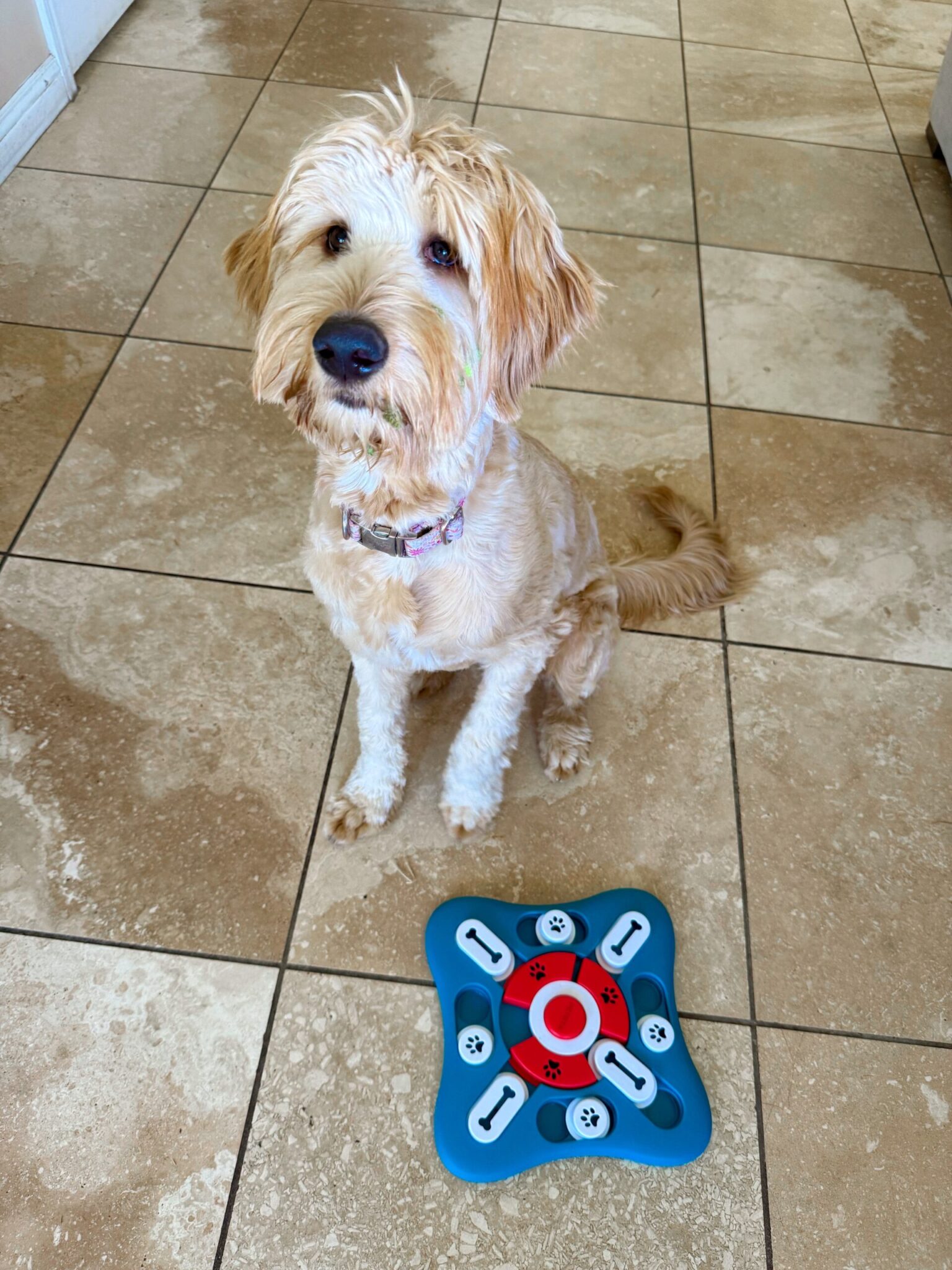 Lola with treat puzzle.jpg